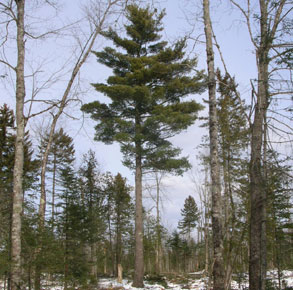 Iconic White Pine crop tree, Searsmont